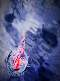 High angle view of fish swimming in sea