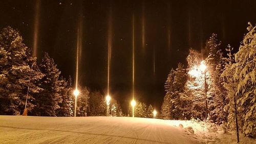 View of illuminated trees at night