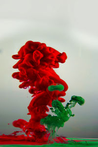 Close-up of red flower against white background