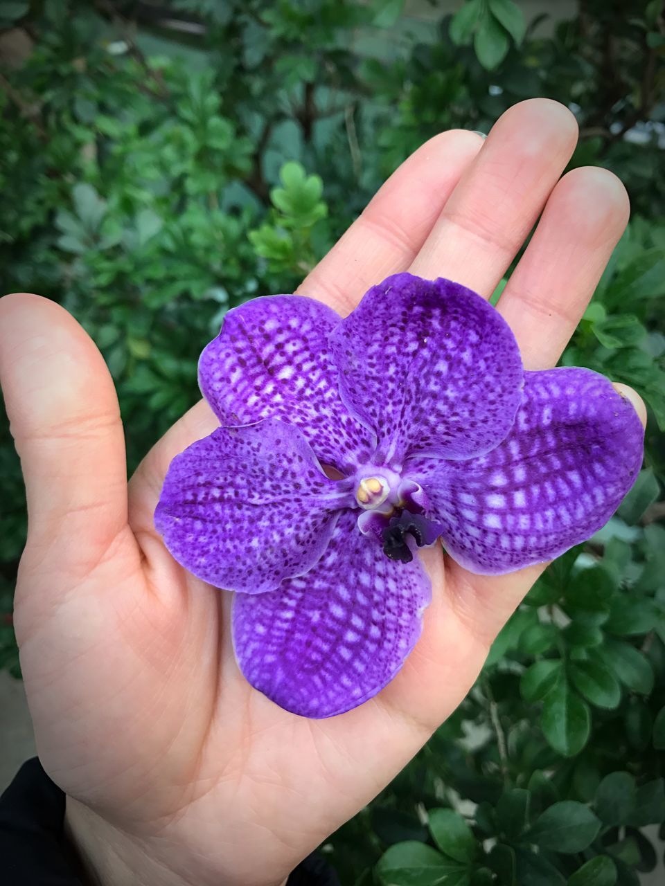 CROPPED HAND HOLDING PURPLE FLOWER