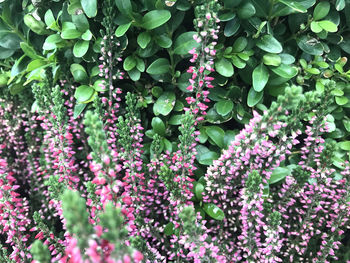 Close-up of pink flowering plant