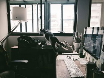 Cat on office desk