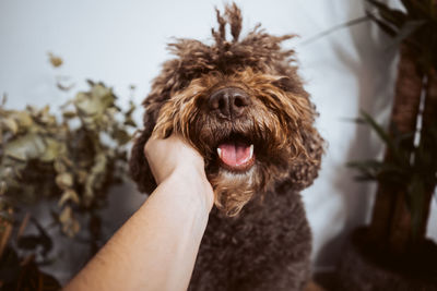 Close-up of dog