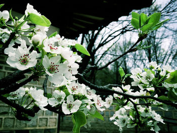 Close-up of white flowers on tree