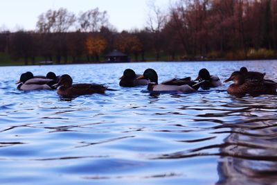 Ducks swimming in lake