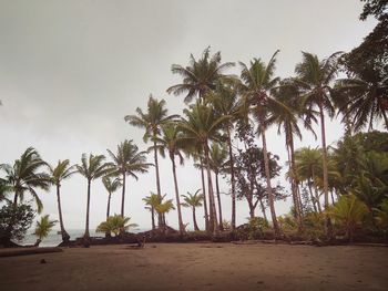Palm trees on beach against sky