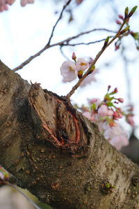 Close-up of flower tree against sky