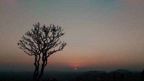 Silhouette tree against clear sky at sunset