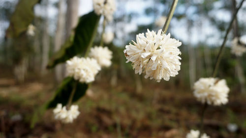 Close-up of white flowering plant on field