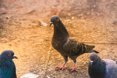 Close-up of pigeons on field