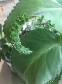 High angle view of leaf on plant