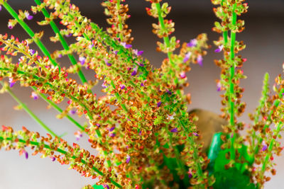 Close-up of multi colored flowering plant
