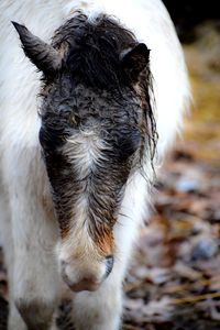 Close-up of horse standing on field