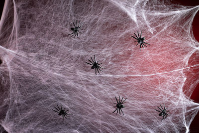 High angle view of spider on web