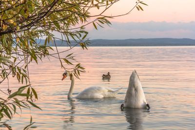 Swan swimming in lake against sky