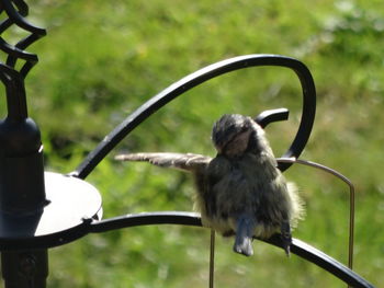 Close-up of bird perching on wall