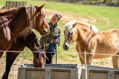 Horses standing in a fence