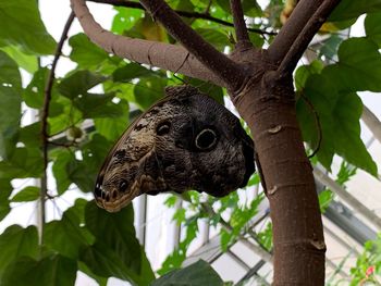 Close-up of a bird