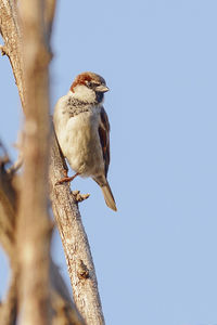 Low angle view of bird perching on tree against clear sky