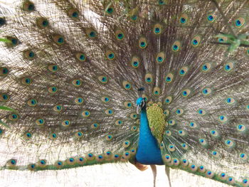 Close-up of peacock