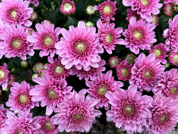 Close-up of pink flowering plants