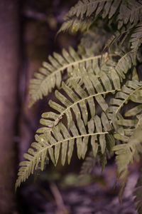 Close-up of fern leaves