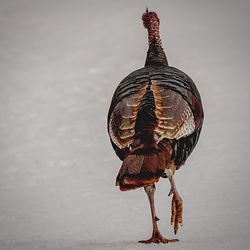 Close-up of bird in water