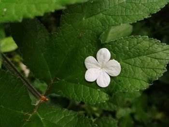 Close-up of green plant