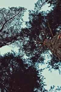 Low angle view of trees against clear sky