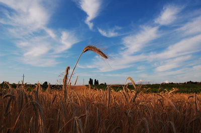 Scenic view of field against cloudy sky