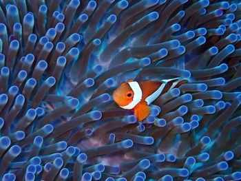 Fish swimming in sea