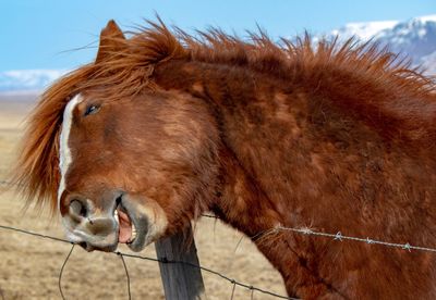 Close-up of a horse