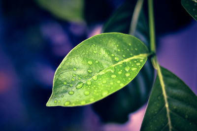 Close-up of raindrops on leaves