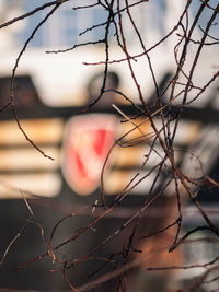 Close-up of twig against sky at sunset