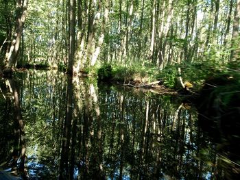 Reflection of trees in lake against sky