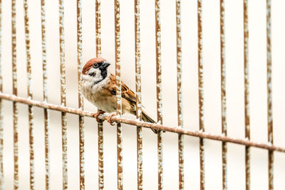 Sparrow perching on railing
