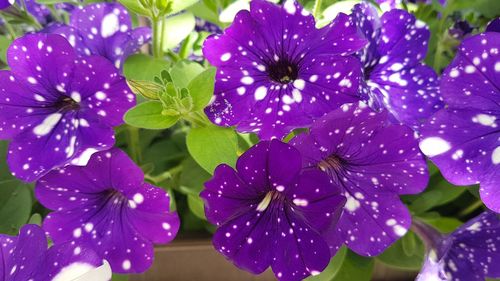 Close-up of purple flowering plant