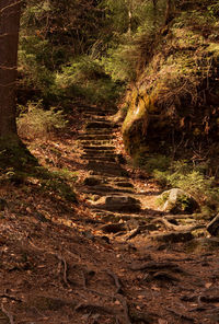 Trail along trees in forest