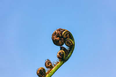 Low angle view of shell against clear blue sky