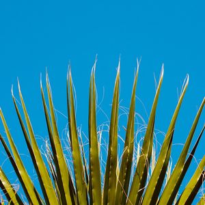 Low angle view of plants against clear blue sky