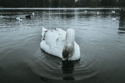 Swan swimming in lake