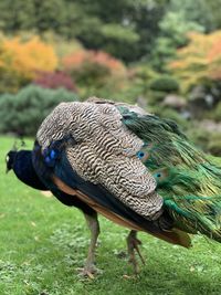 Close-up of a peacock at holland park