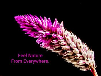Close-up of pink flower against black background