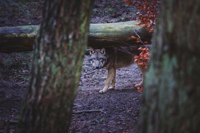 Squirrel on tree trunk