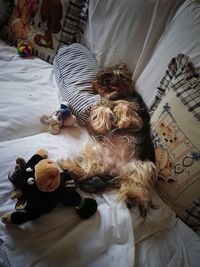 High angle view of dog relaxing on bed at home