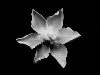 Close-up of white flower over black background