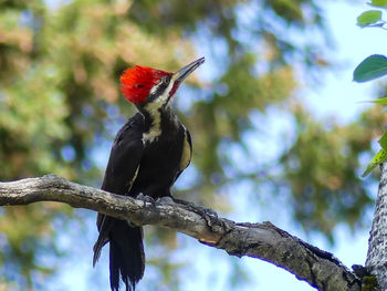 Low angle view of bird perching on tree