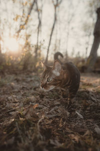 Close-up of cat on field