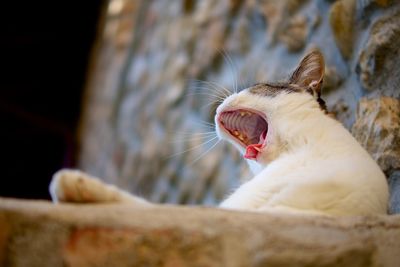Low angle view of cat yawning outdoors