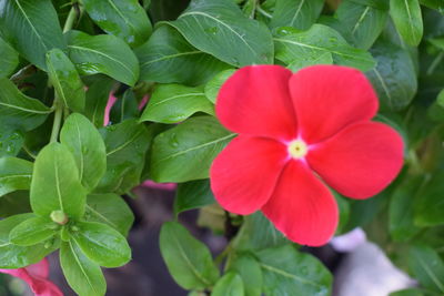 Close-up of red flowering plant